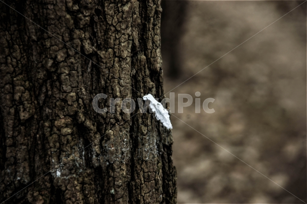 자연,나무,가을,겨울,산,분위기,감성,풍경,대구,와룡산,식물,자연,plants,nature,나무,trees,wood