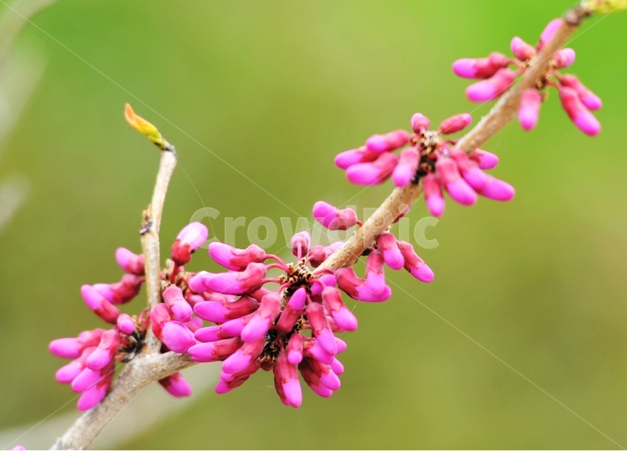 박태기나무,약용식물,한약재,꽃나무,빨간꽃,Chinessredbud,낙엽관목,쌍떡잎식물,장미목,홍자색,봄꽃,나무꽃,봄,계절,spring,season,식물,자연,plants,nature,꽃,flower,plant,sprout,새싹,bud,싹,blossom