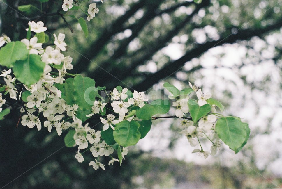 나뭇가지,필름사진,감성사진,꽃,나무,벚꽃,봄,flower,cherryblossom