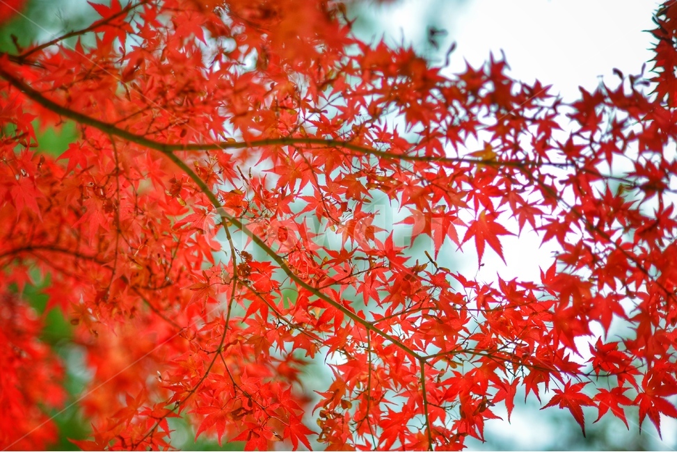 단풍,가을,빨강,빨간색,단풍잎,단풍나무,풍경,가을,계절,fall,autumn,season,leaf,잎,plant,식물,tree,나무