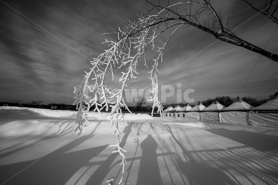 눈,흰눈,백설,썰매장,공원,나무,상고대,그림자,풍경,감성,겨울,계절,winter,season,자연,풍경,nature,landscape,흑백,모노톤,monochrome,black and white,handrail,난간,banister
