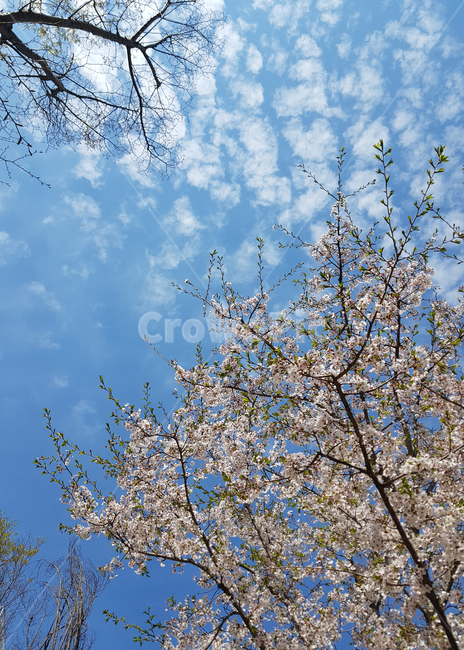 벚꽃,하늘,봄,구름,cherryblossoms,식물,자연,plants,nature,꽃,flower