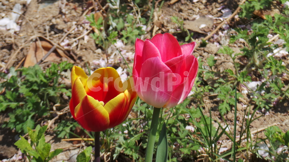 튤립,꽃,tulip,봄,플라워