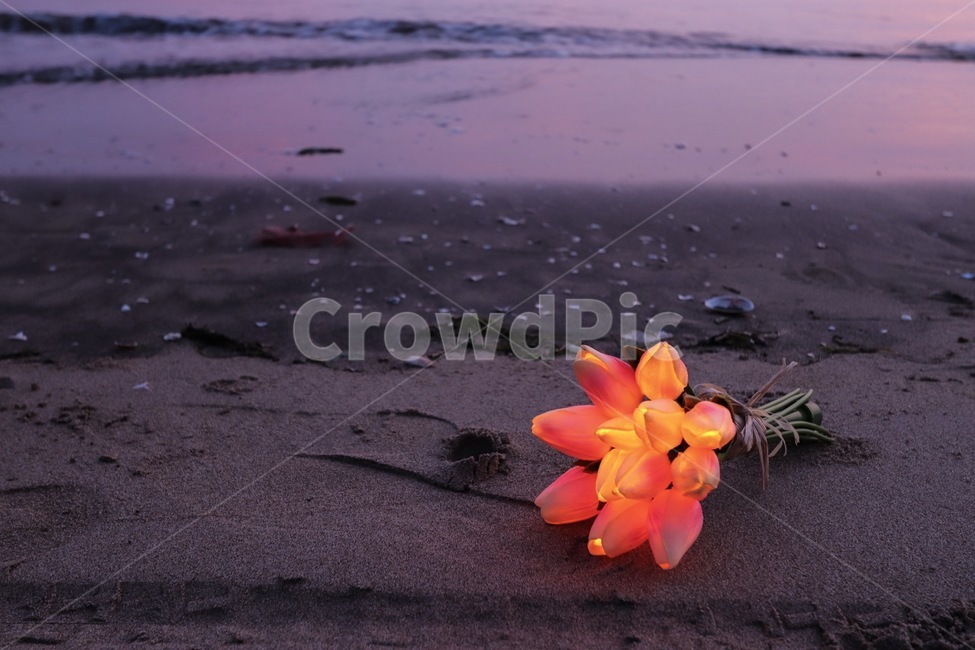 다대포해수욕장,일몰,led꽃,튤립,바닷가,해변,바다,beach,sea,꽃,flower
