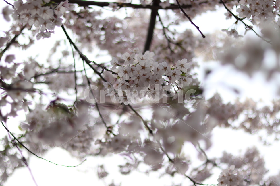 봄,벚꽃,꽃,나무,감성,봄,계절,spring,season,식물,자연,plants,nature,꽃,flower,나무,trees,wood,plant,blossom,cherry blossom