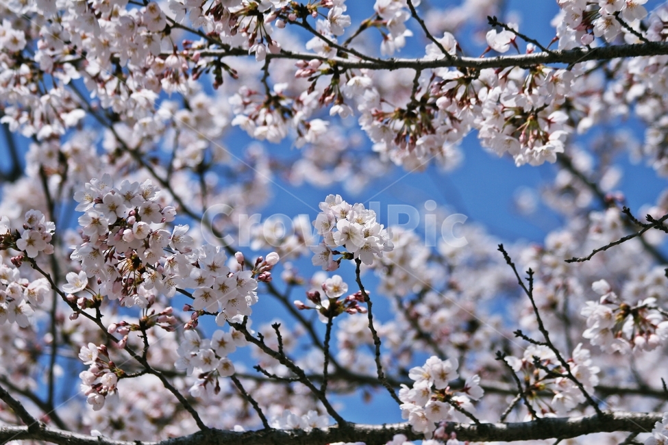 flower,blossom,plant,식물,꽃
