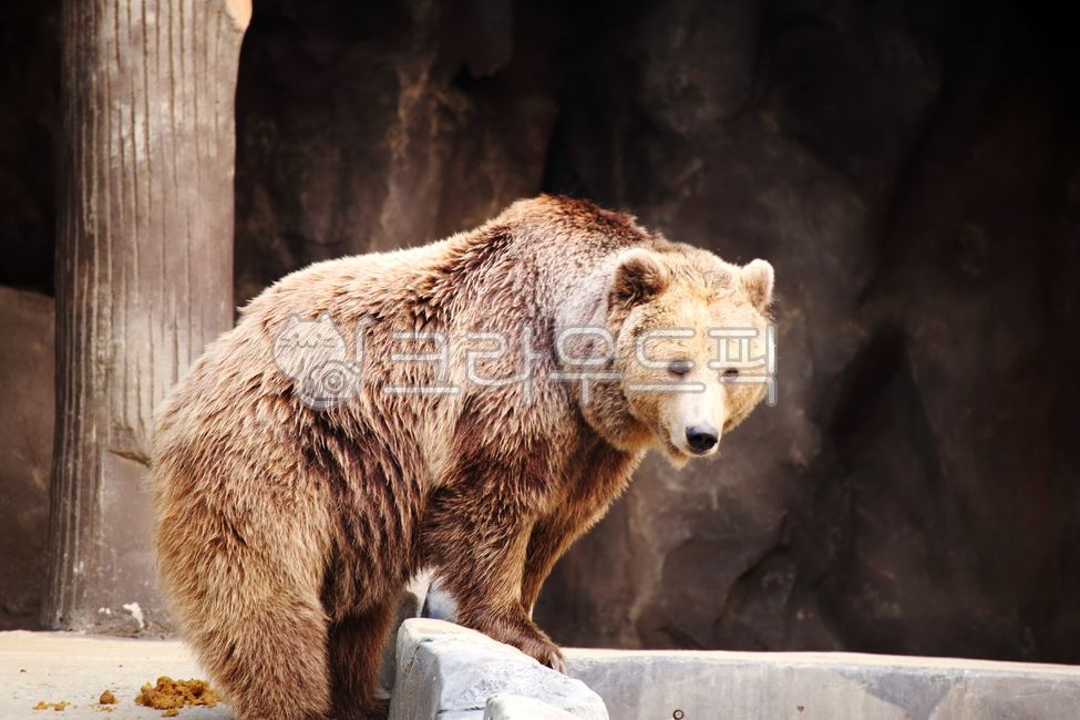 곰,불곰,animal,동물,포유류,bear,wildlife,야생동물,겨울잠