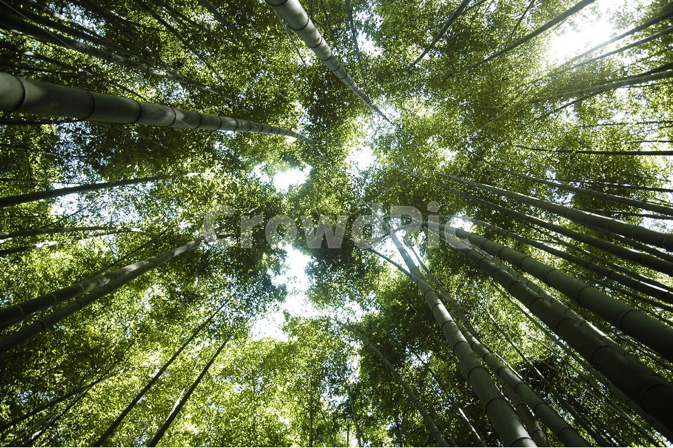 대나무,풍경,자연,숲,힐링,자연,풍경,nature,landscape,식물,plants,나무,trees,wood,휴식,힐링,rest,relaxation,healing,sunlight,햇빛,plant