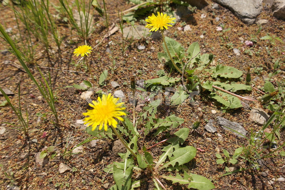들꽃,민들레,산행,야생화,풀꽃,식물,자연,plants,nature,꽃,flower