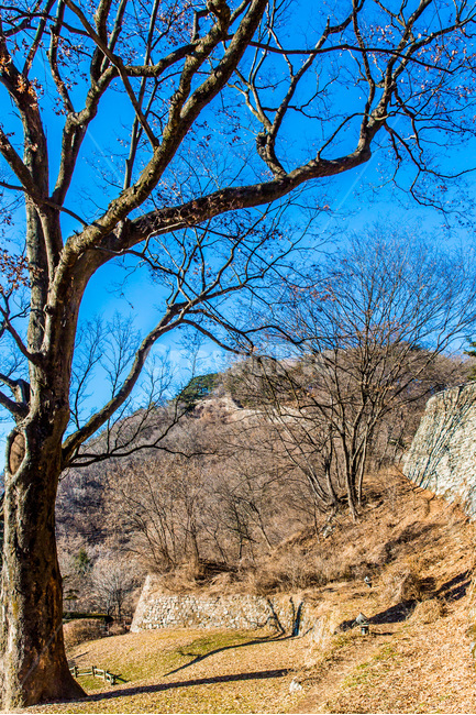 고목,산성,성곽,문화유산,관광지,자연,풍경,nature,landscape,한국자연풍경,한국자연경관,korea nature landscape,식물,plants,나무,trees,wood,tree,plant,tree trunk,나무 줄기