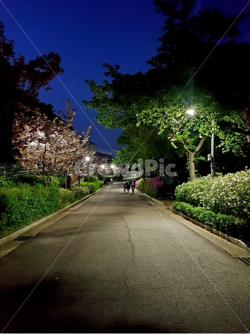tarmac,타맥,asphalt,아스팔트,road,숲,나무,산,길,초록,자연,풍경,밤,그린,nature