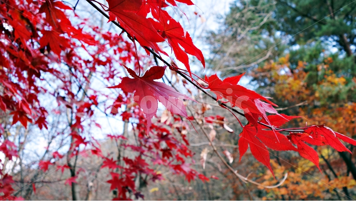 단풍,가을,나무,산,자연,빨간단풍,가을,계절,fall,autumn,season,식물,자연,plants,nature,plant,leaf,잎,tree,maple