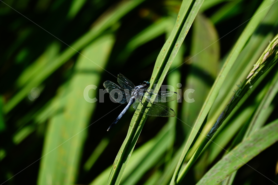 잠자리,연못,곤충,벌레,insect,dragonflies,dragonfly,가을,autumn,fall,9월,september,자연,nature,식물,plants,수풀,동물,animal,곤충,벌레,insect,bug