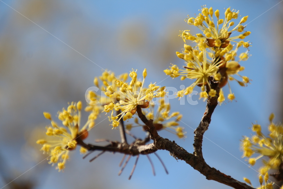 산수유,꽃,식물,층층나무,구례산수유,축제,노랑색,봄,계절,spring,season,식물,자연,plants,nature,꽃,flower,plant