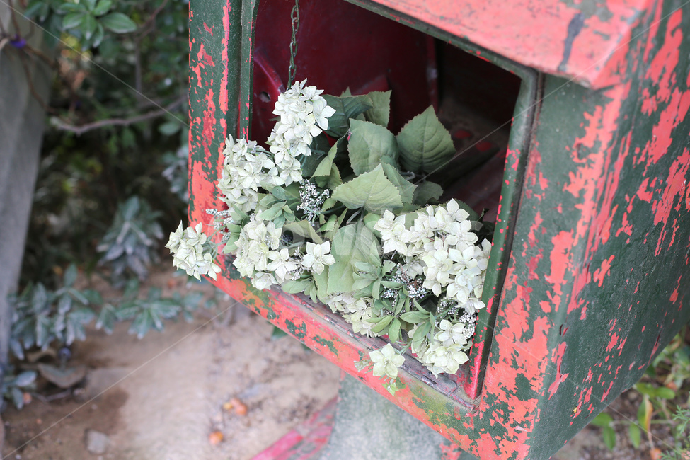 수국,꽃,흰색수국,잎사귀,식물,자연,풍경,꽃잎,감성,봄,5월,나무수국,plants,nature,flower,우체통,우편함,장식,풀,잎,우편,식물,자연,plants,nature,꽃,flower,빈티지사진,빈티지느낌,빈티지감성,vintage