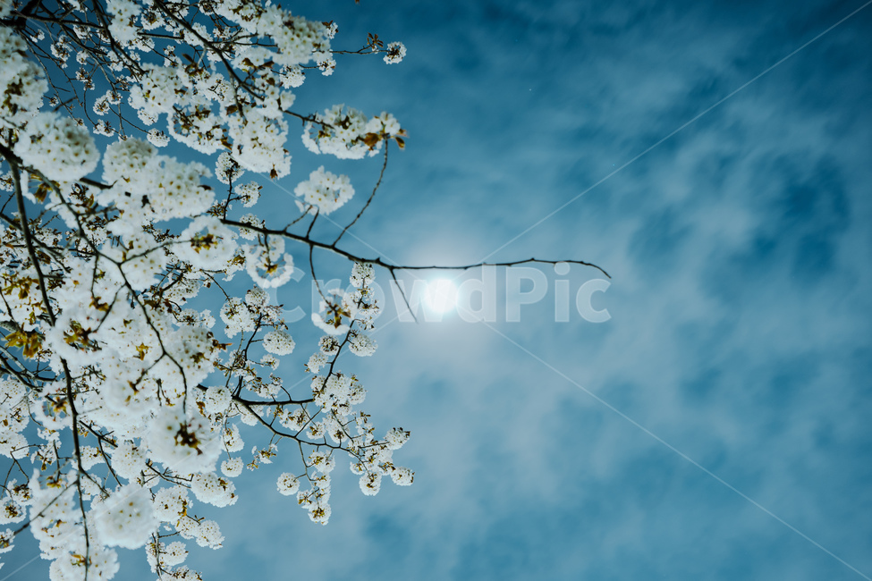 봄,벚꽃,밤,벚나무,보름달,달빛,계절,자연,꽃,감성,하늘,색감,flower,color,season,spring