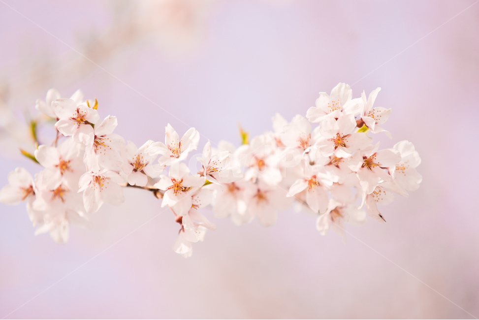분홍,꽃,벚꽃나무,나무,핑크,벚꽃,하늘,분위기,감성,봄,계절,spring,season,식물,자연,plants,nature,꽃,flower,plant,blossom
