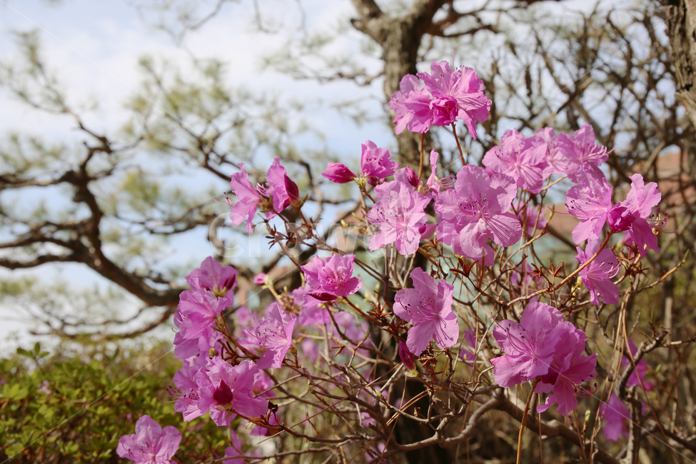 봄,진달래,소나무,자연,곡선,조화로움,식물,자연,plants,nature,꽃,flower