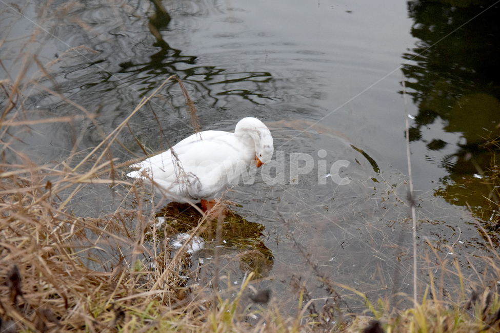 거위,조류,호수,물,오릿과,새,흰거위,goose,lake