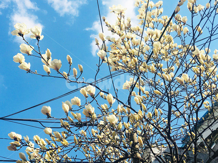 목련꽃,목련,푸른하늘,봄,꽃,구름,식물,자연,plants,nature,꽃,flower