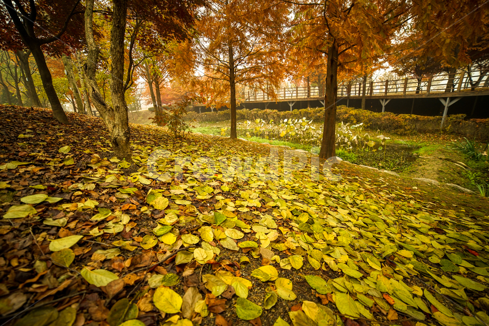 낙엽,단풍,잎,잎새,가을,나무,계절,공원,숲,가을,계절,fall,autumn,season,자연,풍경,nature,landscape,leaf,plant,식물,tree,ground,바닥,tree trunk,나무 줄기
