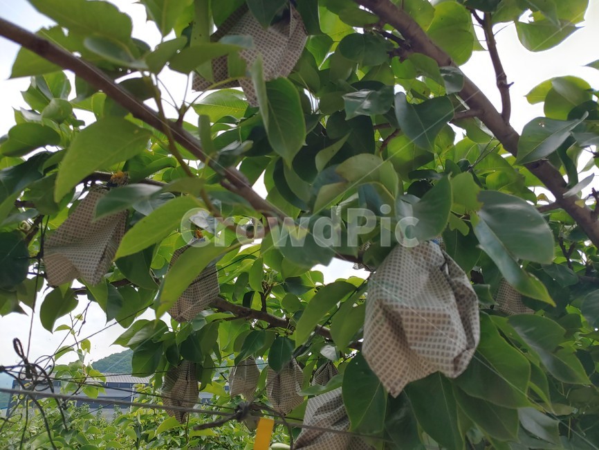 나무,나뭇잎,초록잎,배,과수원,감싸기,포장,tree,pear,orchard,green,leaves,leaf,wrapping,wrap,paper,branch,가지,나뭇가지
