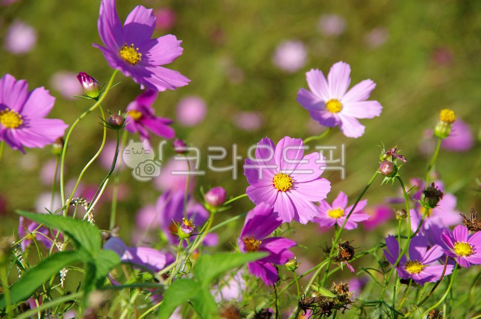 flower,꽃,데이지,purple,보라,꽃잎,바람,핑크,분홍,코스모스,가을