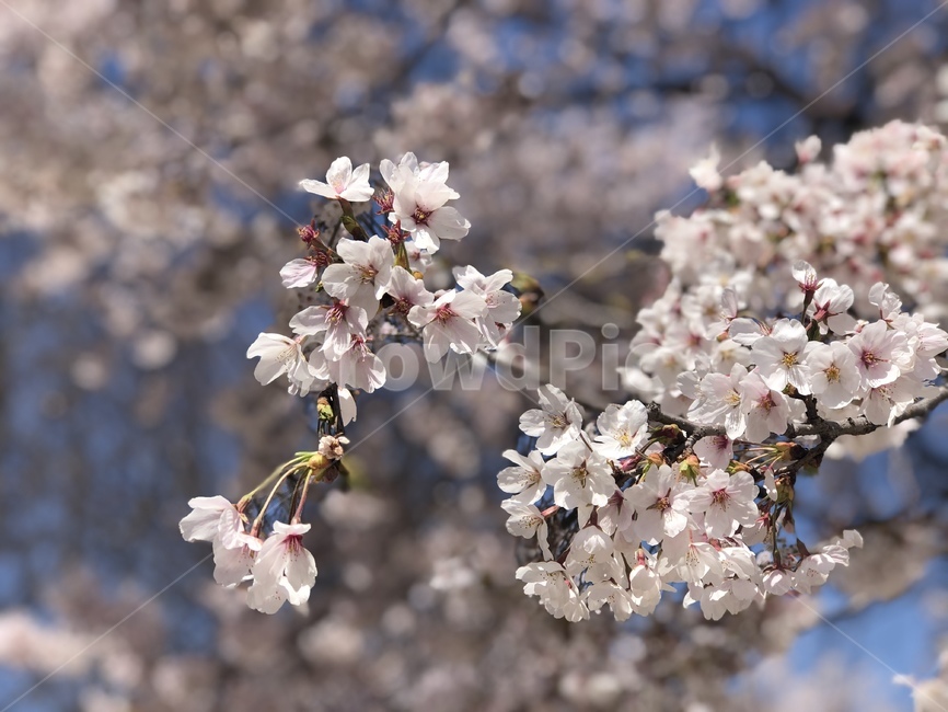 벚꽃,꽃,봄,향기,식물,식물,자연,plants,nature,꽃,flower