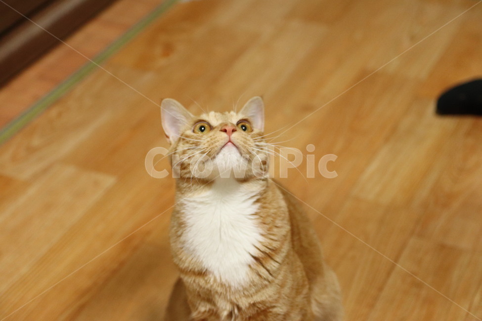 고양이,캣,코숏,코리아숏헤어,반려묘,반려동물,동물,치즈코숏,노란고양이,집고양이,길고양이,cat,동물,animal,포유류,mammal,고양이,cat,kitten,kitty