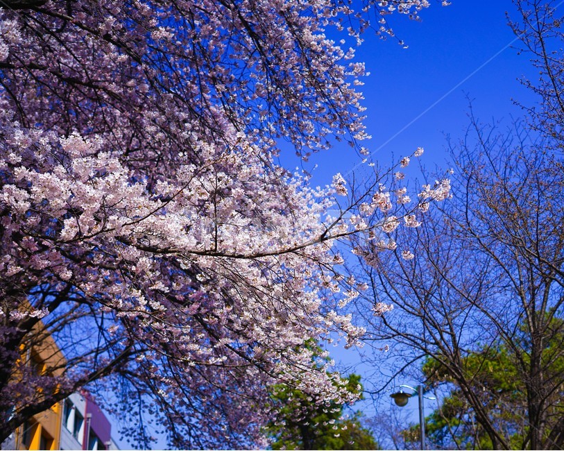 벚꽃,cherryblossoms,blossoms,봄,벚꽃나무,하늘