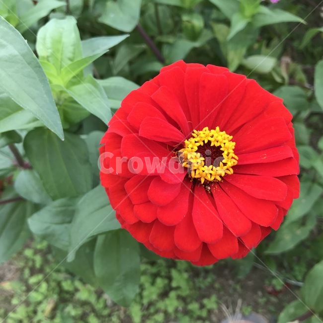 Asteraceae,plant,zinnia,annual plant,red flower,flower