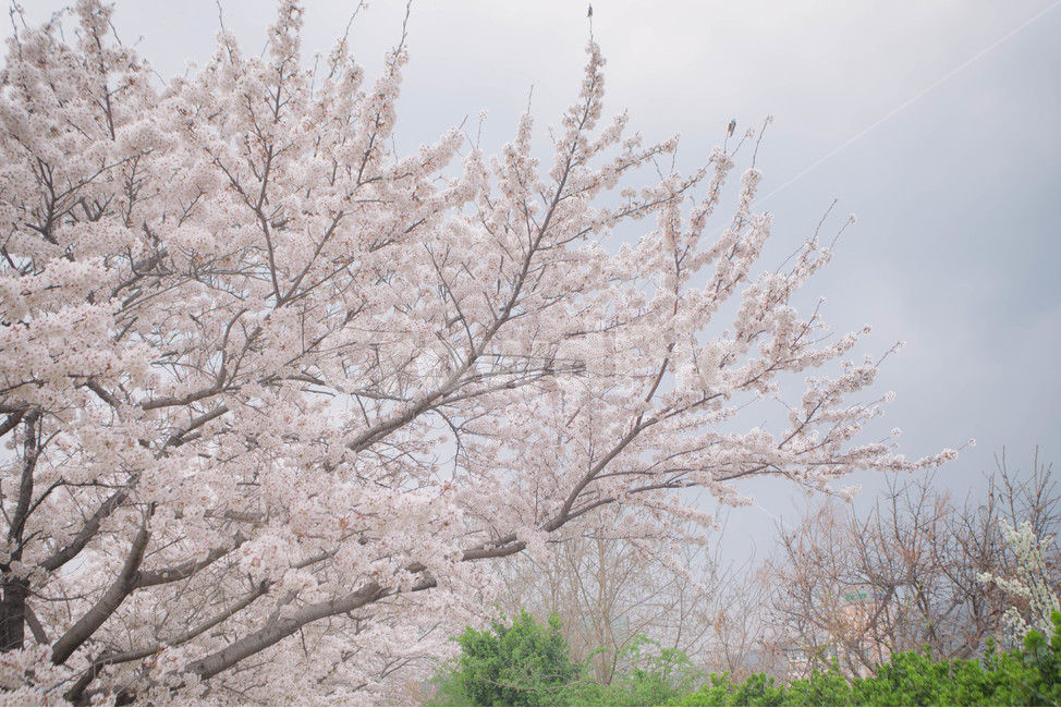 자연,풍경,벚꽃,봄꽃,식물,꽃,계절,season,봄,spring,cherryblossom,blossom,flowers,plant,나무,tree,봄,계절,spring,season,자연,풍경,nature,landscape