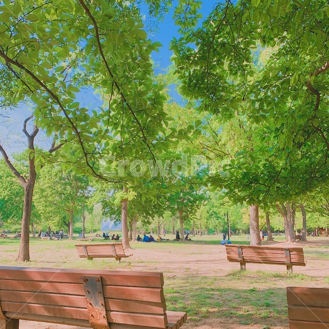 싱그러움,나뭇잎,공원,벤치,청량함,올림픽공원,나무,여름,피톤치드
