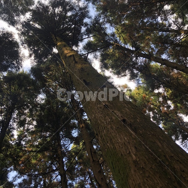 tree,나무,plant,식물,redwood,세쿼이아,자연,식물,자연,plants,nature,나무,trees,wood
