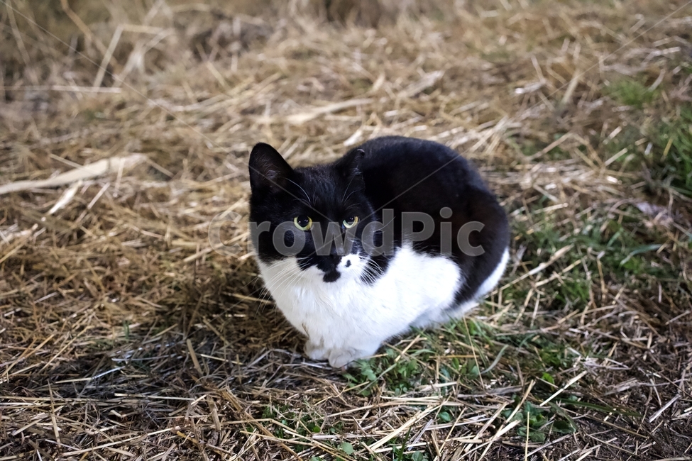 고양이,애완동물,animal,cat,길냥이,동물,야외,nature,pet,straycat