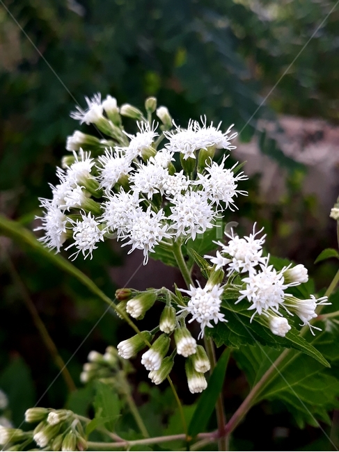 양봉장과,식물,꽃,flower,plant,apiaceae,식물,자연,plants,nature,꽃,flower
