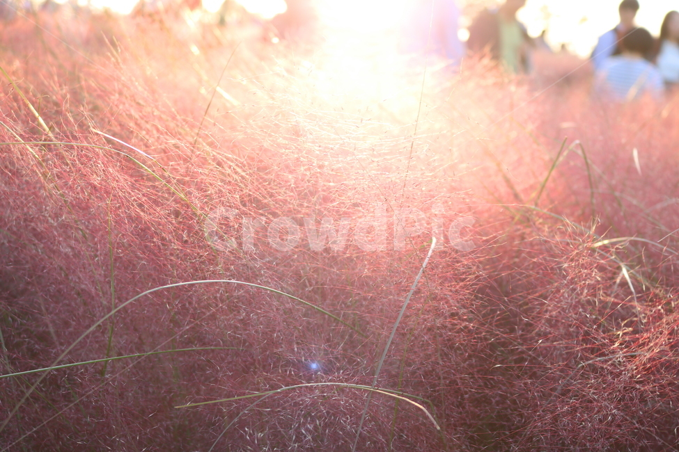 핑크뮬리,뮬리,식물,자연,벼과,분홍쥐꼬리새,가을,가을,계절,fall,autumn,season,light,빛,flare,플레어