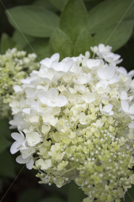 수국,꽃,식물,자연,flower,plant,식물,자연,plants,nature,꽃,flower