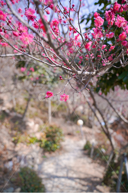 홍매화,매화,꽃,봄,봄꽃,나들이,붉은매화,빨간매화,순천,금둔사,봄,계절,spring,season,식물,자연,plants,nature,꽃,flower,plant,blossom
