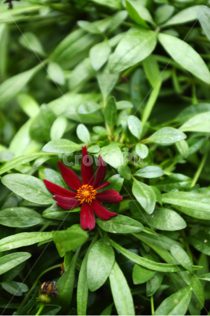 꽃,식물,flower,plant,color,식물,자연,plants,nature,꽃,flower