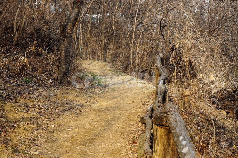 겨울,산,길,나무,숲,자연,작은길,숲길,산책길,낙옆,겨울산,trail,forest,자연,풍경,nature,landscape,ground,바닥,dirt road,흙길,gravel,자갈,road,도로