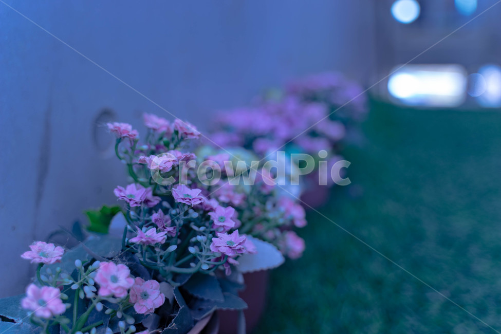 화분,조화,작은꽃,보라색꽃,가짜꽃,식물,자연,plants,nature,꽃,flower