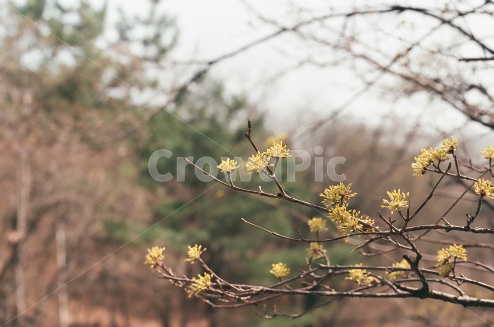 봄,산수유,나무,식물,자연,봄,계절,spring,season,식물,자연,plants,nature,꽃,flower,plant,tree