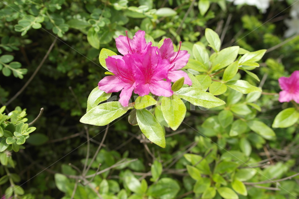 꽃,봄꽃,식물,flower,spring,자연,배경,식물,자연,plants,nature,꽃,flower
