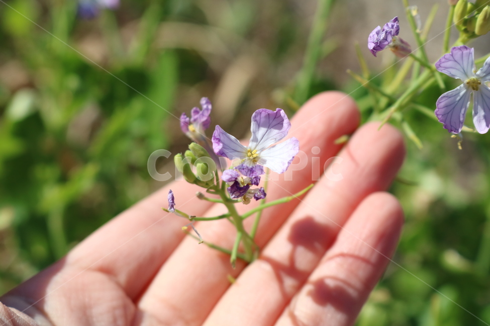 plant,식물,hand,손,꽃,flower