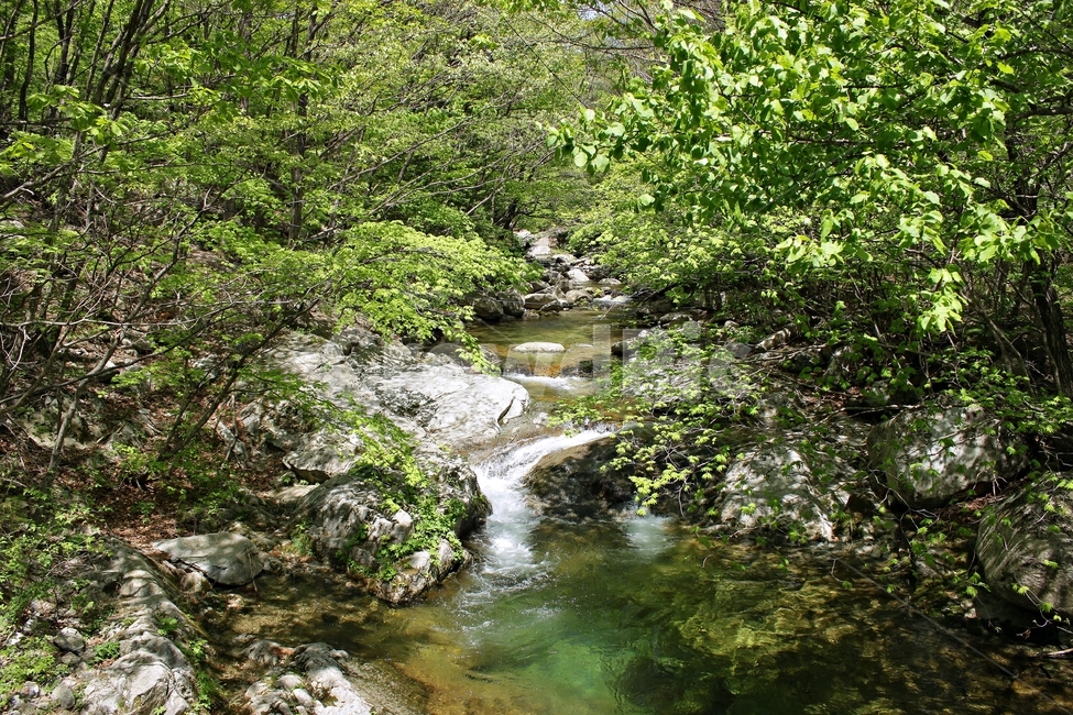 초록,계곡,나무,자연,계곡폭포,여름,시원함,청정,맑음,햇살,tree,nature,summer,cool,green,녹음,자연,풍경,nature,landscape,water,물,outdoors,옥외,stream,흐름,creek,작은 만
