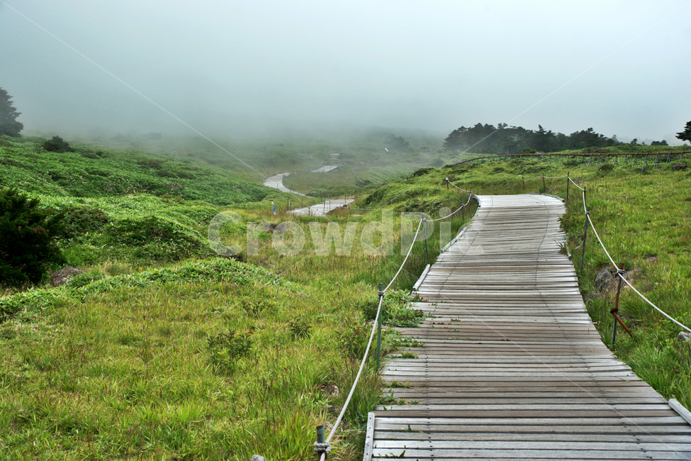 한라산,영산,제주도,자연,어리목코스,운무,탐방로