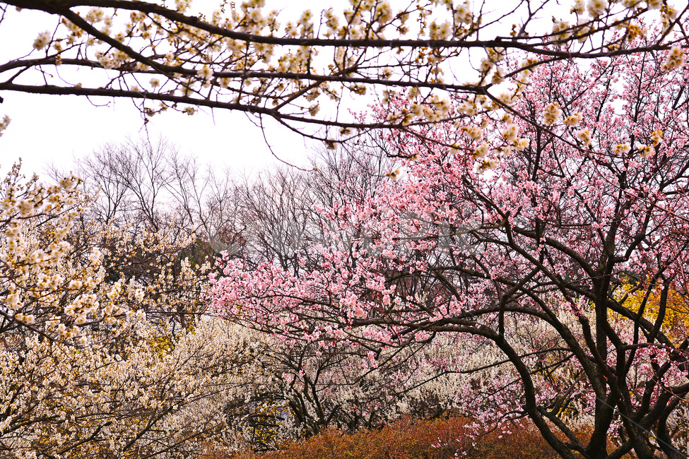 봄,매화꽃,봄꽃,시즌,계절,spring,flowers,season,배경,바탕,백그라운드,나무꽃,3월,4월,정원,봄배경,분홍색꽃,봄,계절,spring,season,자연,풍경,nature,landscape,plant,식물,flower,꽃,blossom,cherry blossom,벚꽃