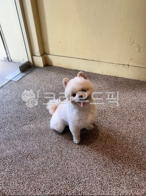 homemade,food,pet,pomeranian,pomeranian,dog,puppy,dog,companion dog,bear cut,white,cream,white