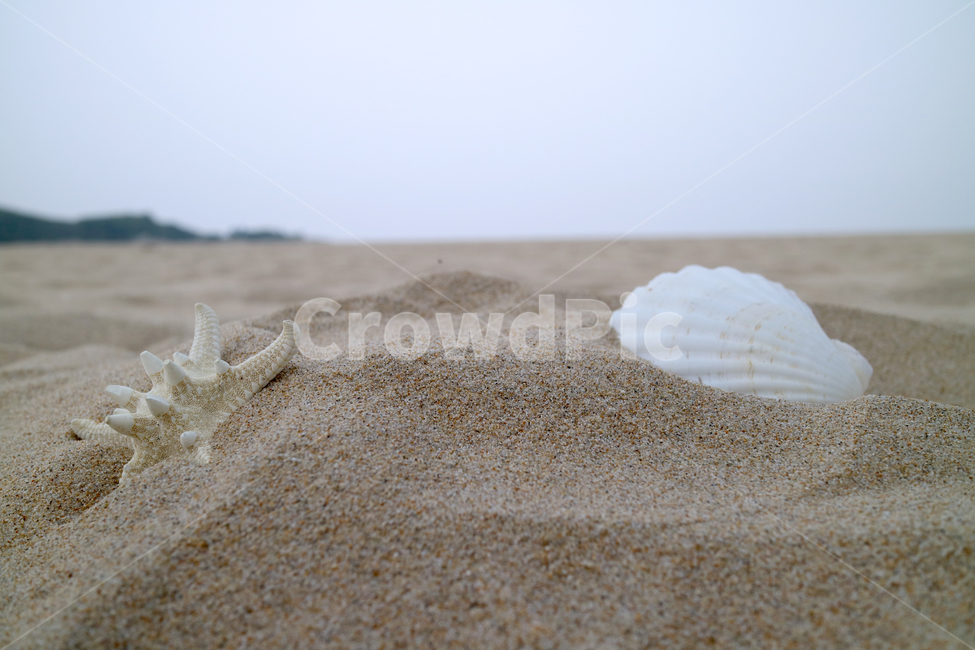 해변,여름,불가사리,조개,모래사장,모래,바다,해수욕장,바캉스,휴가,계절,조개껍데기,해변,바다,beach,sea